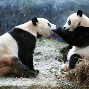 Mei Xiang y Tian Tian