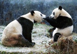 Mei Xiang y Tian Tian