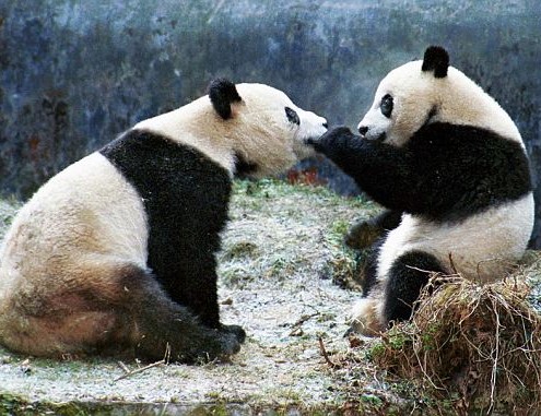 Mei Xiang y Tian Tian