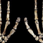 Homo Naledi