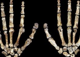 Homo Naledi