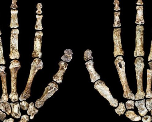 Homo Naledi