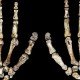 Homo Naledi