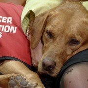 Perros detectores de cáncer