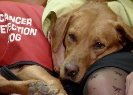 Perros detectores de cáncer