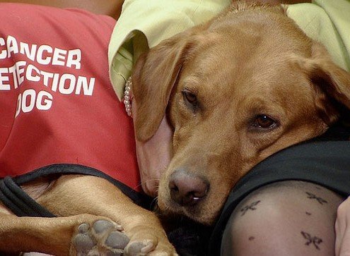 Perros detectores de cáncer