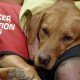 Perros detectores de cáncer