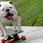 Otto el bulldog