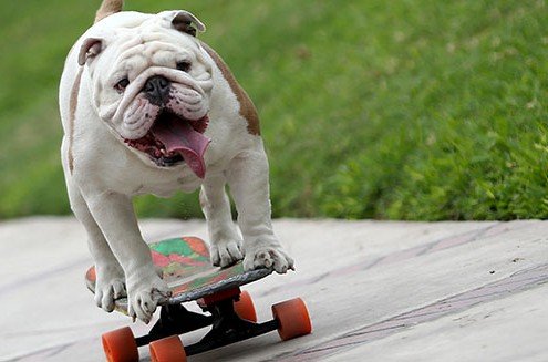 Otto el bulldog