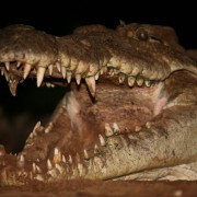 croc