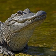 alligator