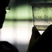 BRAZIL-SENEGAL-SCIENCE-HEALTH-ZIKA-VIRUS