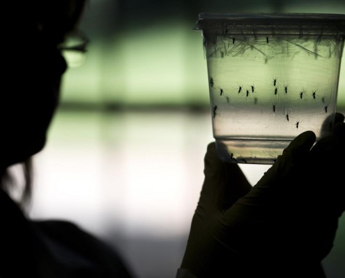 BRAZIL-SENEGAL-SCIENCE-HEALTH-ZIKA-VIRUS