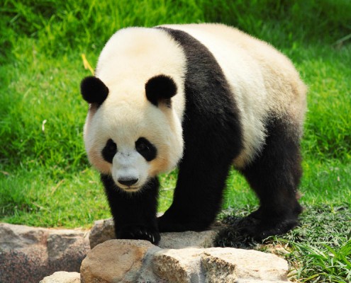 giant-panda-shutterstock_86500690