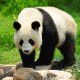giant-panda-shutterstock_86500690